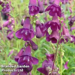 Penstemon 'Countess Of Dalkeith'