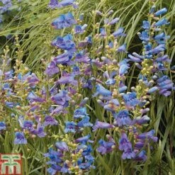 Penstemon Heterophyllus 'Electric Blue' -Flourish Flora PENS T80557 B h