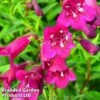 Penstemon 'Blackbird'