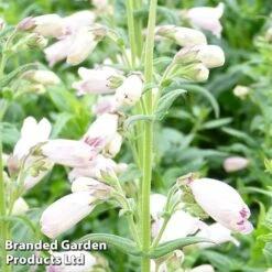 Penstemon 'Mother Of Pearl'