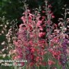 Penstemon Barbartus 'Twizzle'