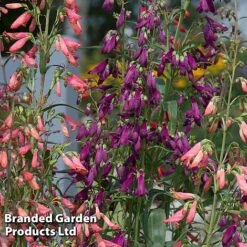 Penstemon Barbartus 'Twizzle' -Flourish Flora PENS TWIZZLEMI S40556