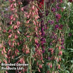 Penstemon Barbartus 'Twizzle' -Flourish Flora PENS TWIZZLEMI S40557