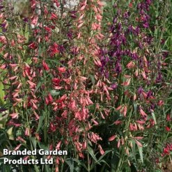 Penstemon Barbartus 'Twizzle' -Flourish Flora PENS TWIZZLEMI S40558
