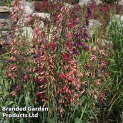 Penstemon Barbartus 'Twizzle' -Flourish Flora PENS TWIZZLEMI S40559