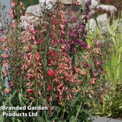 Penstemon Barbartus 'Twizzle' -Flourish Flora PENS TWIZZLEMI S40612