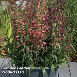 Penstemon Barbartus 'Twizzle' -Flourish Flora PENS TWIZZLEMI S40613