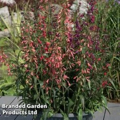 Penstemon Barbartus 'Twizzle' -Flourish Flora PENS TWIZZLEMI S40614