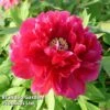 Tree Peony 'Hohki'