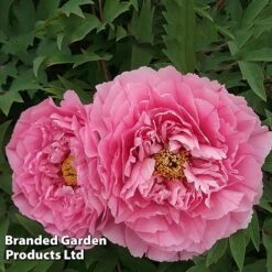 Tree Peony 'Yin Hong Qiao Dui' -Flourish Flora PEON YINHONGQI S50999