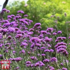 Rouge Perennial Collection -Flourish Flora PERE WKC5961 E