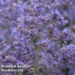Perovskia 'Bluesette' -Flourish Flora PERO BLUESETTE S45047