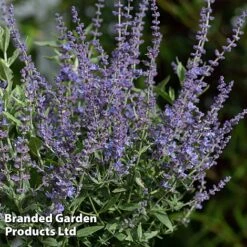 Perovskia 'Bluesette' -Flourish Flora PERO BLUESETTE S45048