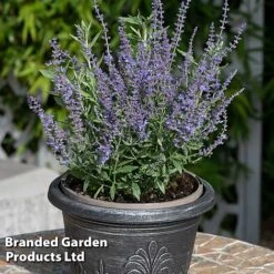 Perovskia 'Bluesette' -Flourish Flora PERO BLUESETTE S45049