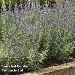 Perovskia 'Bluesette' -Flourish Flora PERO BLUESETTE S45051