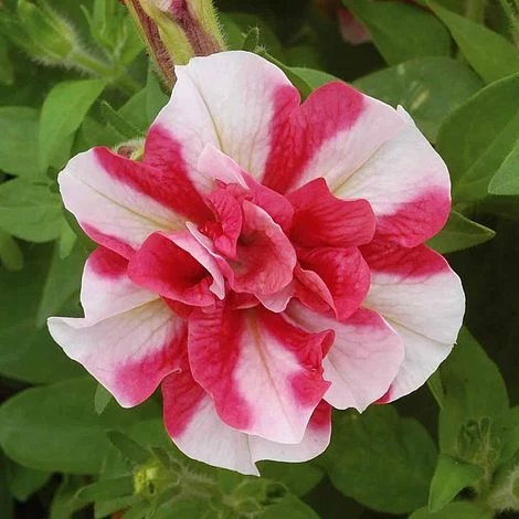 Petunia 'Frills & Spills™ Cherry Ripple' 2 Petunia 'Frills & Spills™ Cherry Ripple' - Image 2