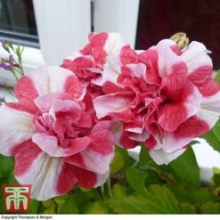 Petunia 'Frills & Spills™ Cherry Ripple' 7 Petunia 'Frills & Spills™ Cherry Ripple' -Flourish Flora PETU T16418 B