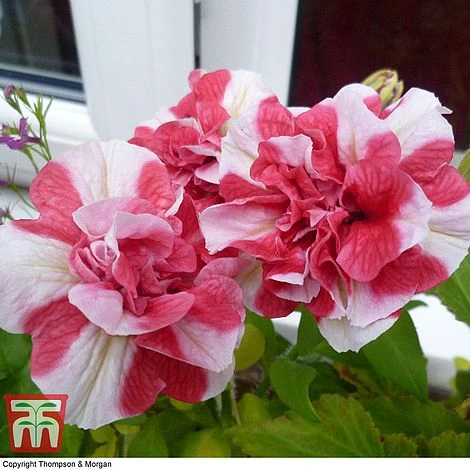 Petunia 'Frills & Spills™ Cherry Ripple' 3 Petunia 'Frills & Spills™ Cherry Ripple' - Image 3
