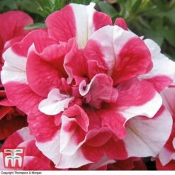 Petunia 'Frills & Spills™ Cherry Ripple' 8 Petunia 'Frills & Spills™ Cherry Ripple' -Flourish Flora PETU T16418 C