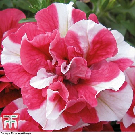 Petunia 'Frills & Spills™ Cherry Ripple' 4 Petunia 'Frills & Spills™ Cherry Ripple' - Image 4