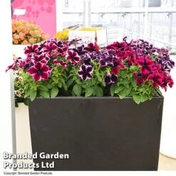 Petunia 'Cosmic Duo' -Flourish Flora PETU COSMICMIX T40830