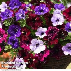 Petunia 'Sky Mix' Trio (with Night Sky) -Flourish Flora PETU SKYMIXED T444481