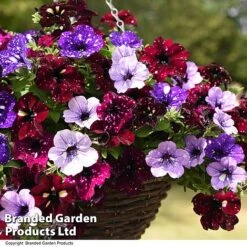 Petunia 'Sky Mix' Trio (with Night Sky) -Flourish Flora PETU SKYMIXED T444491
