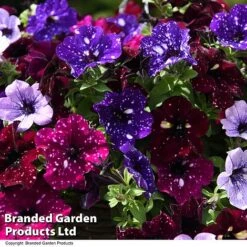 Petunia 'Sky Mix' Trio (with Night Sky) -Flourish Flora PETU SKYMIXED T444521