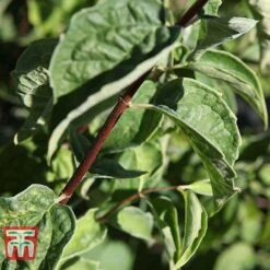 Philadelphus 'Albatre' -Flourish Flora PHIL T66362 C