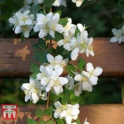 Philadelphus 'Albatre' -Flourish Flora PHIL T66362 D