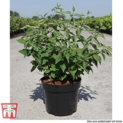 Philadelphus 'Albatre' -Flourish Flora PHIL T66362 F