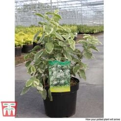 Philadelphus Coronarius 'Variegatus' -Flourish Flora PHIL T66367 C1