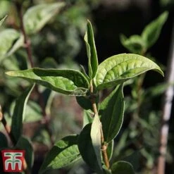Philadelphus 'Dame Blanche' -Flourish Flora PHIL T66368 B