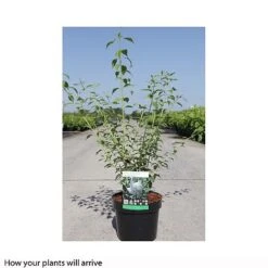 Philadelphus 'Frosty Morn' -Flourish Flora PHIL T66369 B h