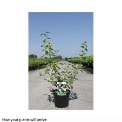 Philadelphus Innocence -Flourish Flora PHIL T66370 B h