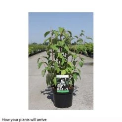 Philadelphus 'Starbright' -Flourish Flora PHIL T66374 B h