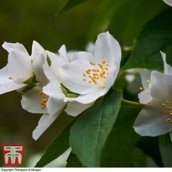 Philadelphus 'Starbright' -Flourish Flora PHIL T66374 C