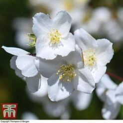 Philadelphus 'Starbright' -Flourish Flora PHIL T66374 I