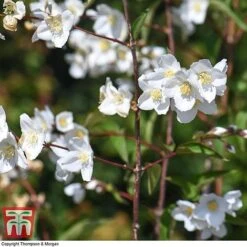 Philadelphus 'Starbright' -Flourish Flora PHIL T66374 J