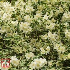 Philadelphus Coronarius 'Variegatus' -Flourish Flora PHIL t66367 D