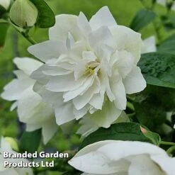 Philadelphus 'Pearls Of Perfume' -Flourish Flora PHIL PEARLPERF H41548