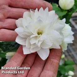 Philadelphus 'Pearls Of Perfume' -Flourish Flora PHIL PEARLPERF H41551