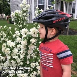 Philadelphus 'Pearls Of Perfume' -Flourish Flora PHIL PEARLPERF H41553