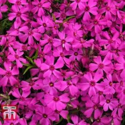 Phlox Subulata 'Red Wings' -Flourish Flora PHLO KB4202 B1