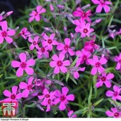 Phlox Subulata 'Red Wings' -Flourish Flora PHLO KB4202 D