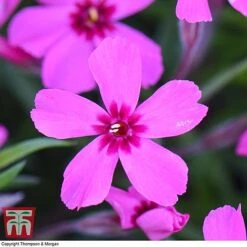 Phlox Subulata 'Red Wings' -Flourish Flora PHLO KB4202 E