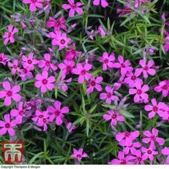 Phlox Subulata 'Red Wings' -Flourish Flora PHLO KB4202 F