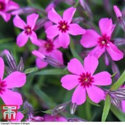Phlox Subulata 'Red Wings' -Flourish Flora PHLO KB4202 G