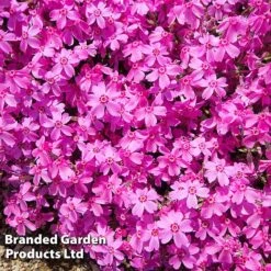 Creeping Phlox Trio Collection -Flourish Flora PHLO DRUMSPINK L30184