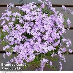 Creeping Phlox Trio Collection -Flourish Flora PHLO FORTHILL L366471
